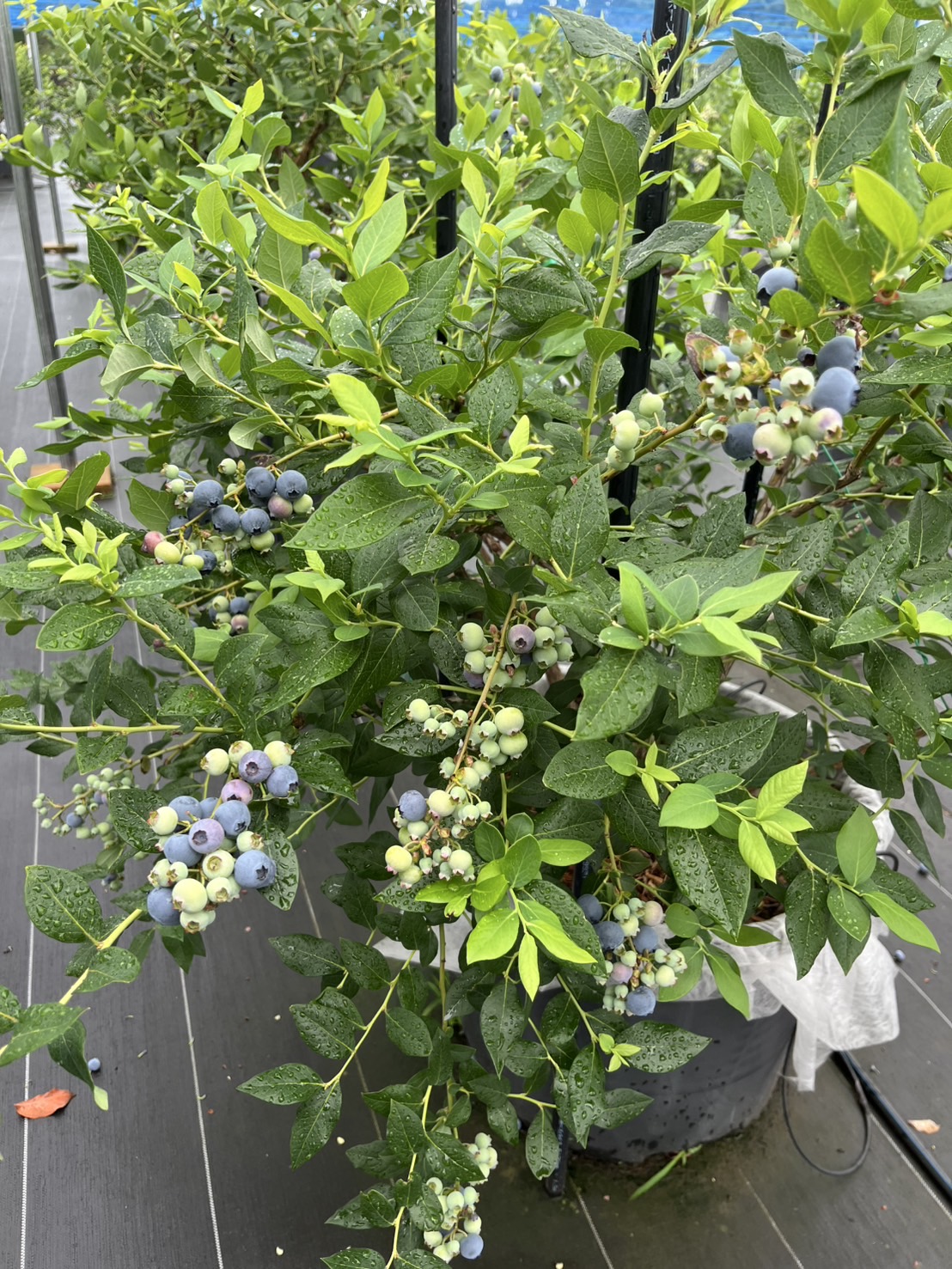 約40品種を栽培中