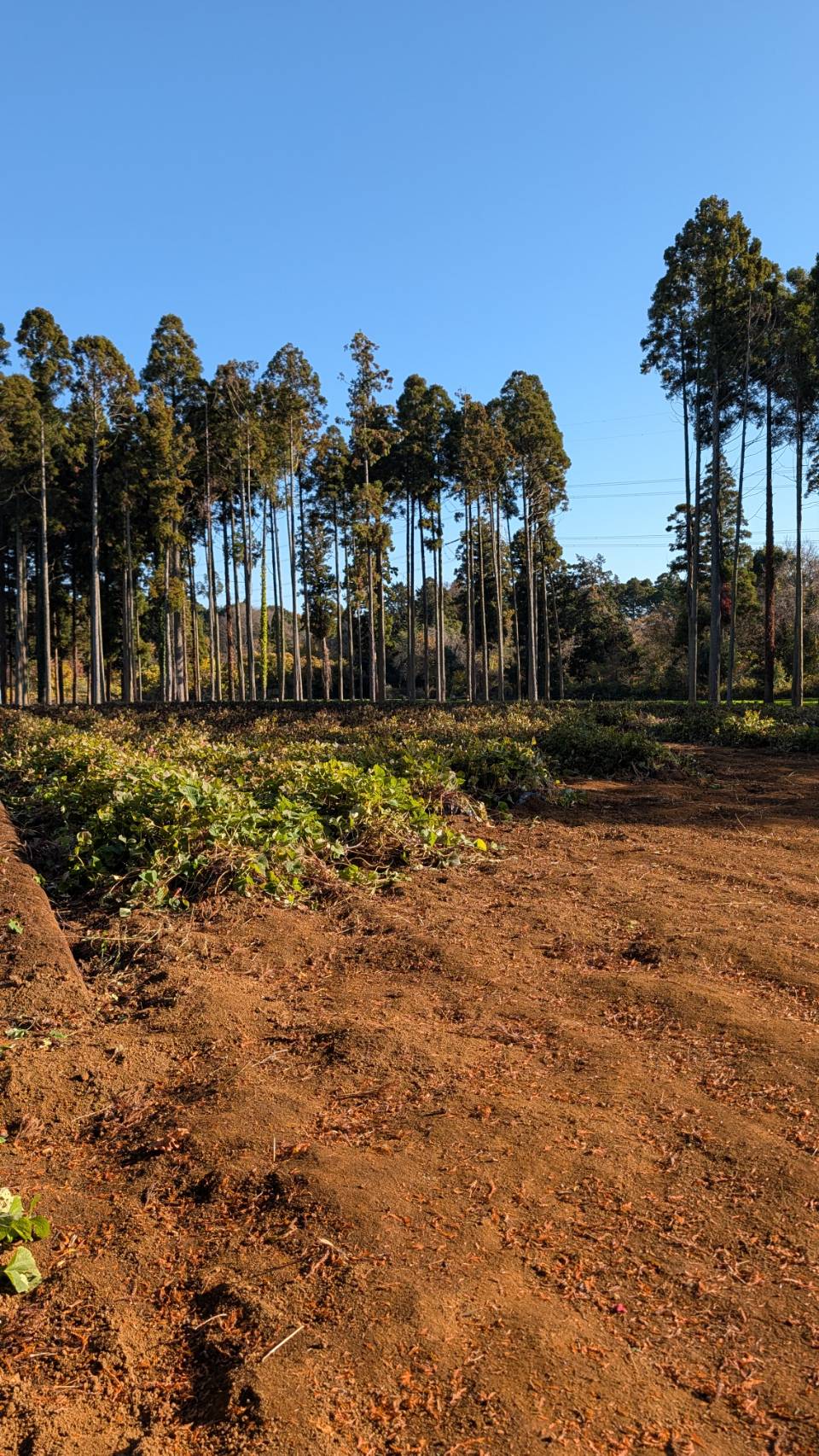 さつまいも掘り体験にお越しいただきありがとうございました