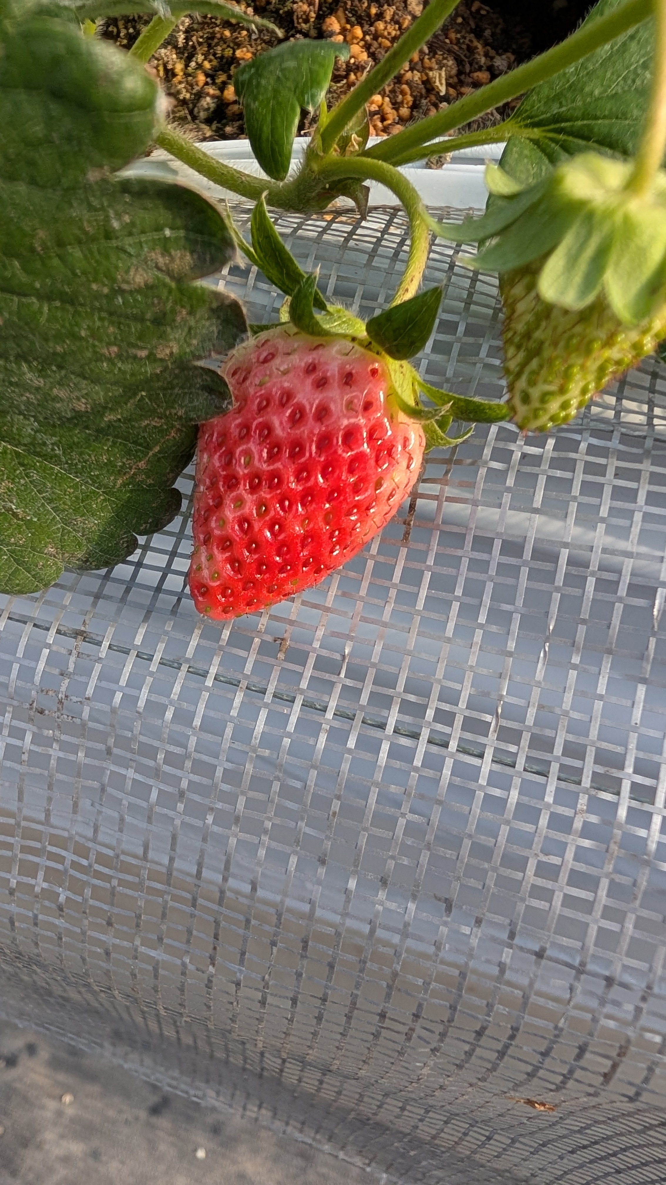 いちごも色づいてきました!!